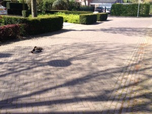 Let even op als u de bocht neemt, dan kunnen zij lekker verder slapen.