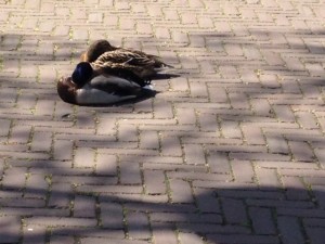 Twee eenden slapen midden op het wegdek van de Tweede Hervendreef.