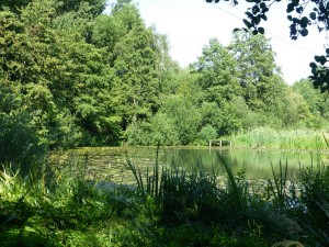 Natuurgebied de Heinis.